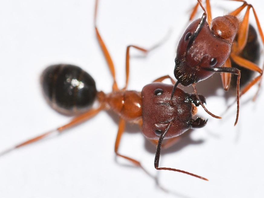 red and black ant strategy