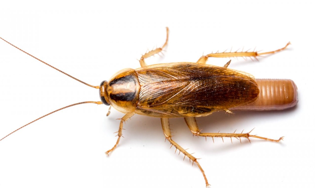 cockroach prevention tips