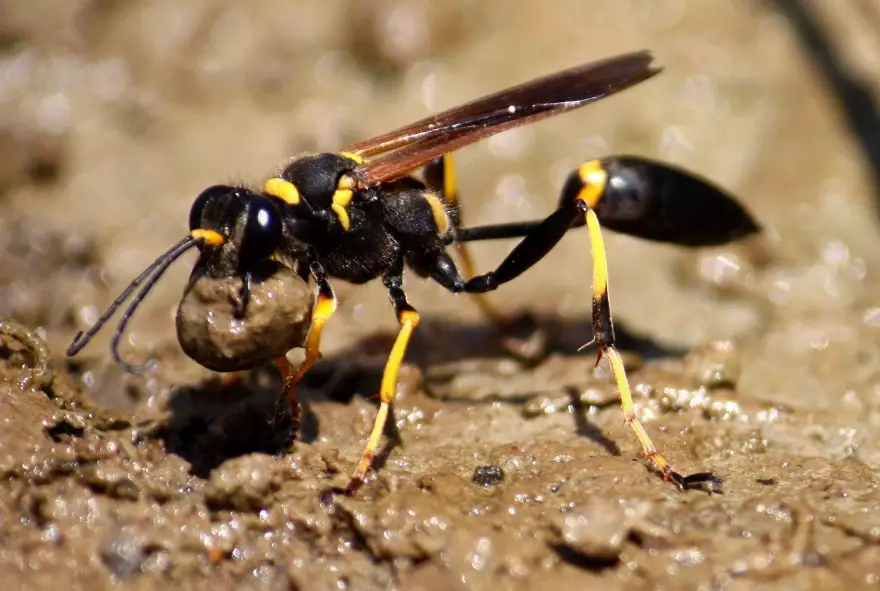 mud diver safety mud diver safety