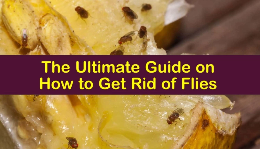 get rid of flies