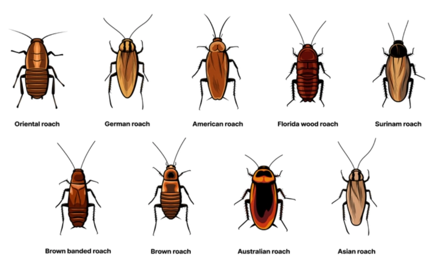 types of cockroaches