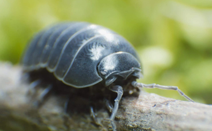 pill bug diet