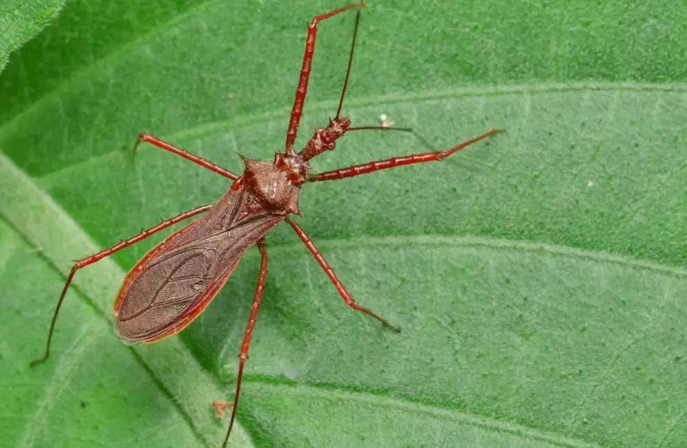 assassin bug vs assassin beetle assassin bug vs assassin beetle