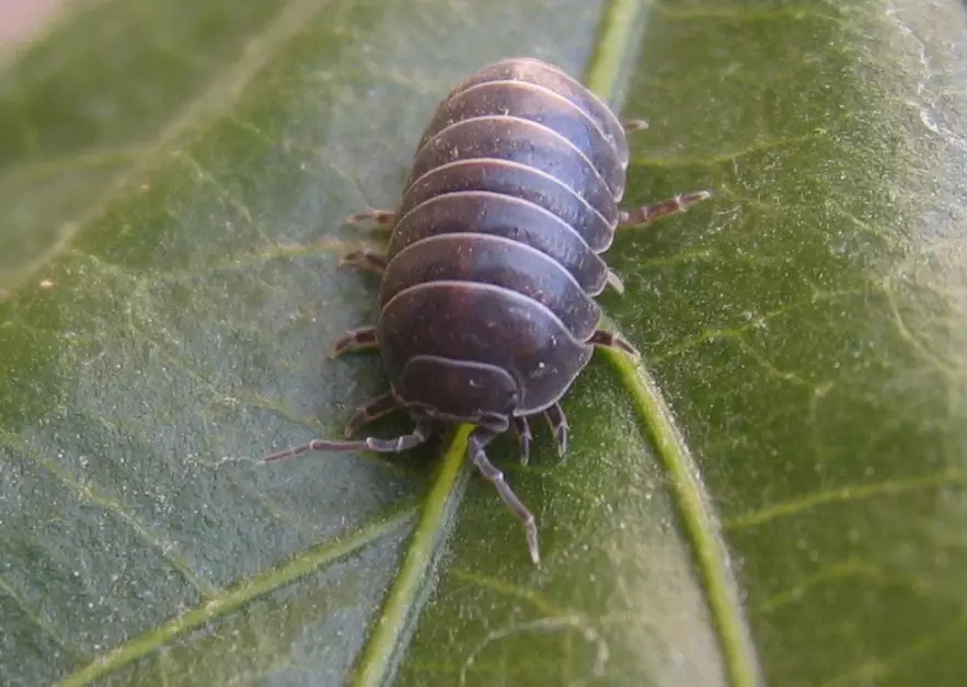 are pill bugs harmful are pill bugs harmful