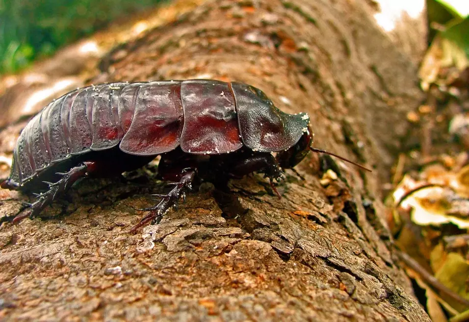 how to get rid of cockroaches