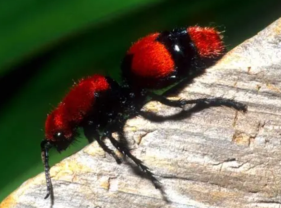 red and black ant