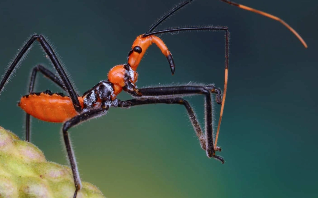 beneficial insects garden beneficial insects garden