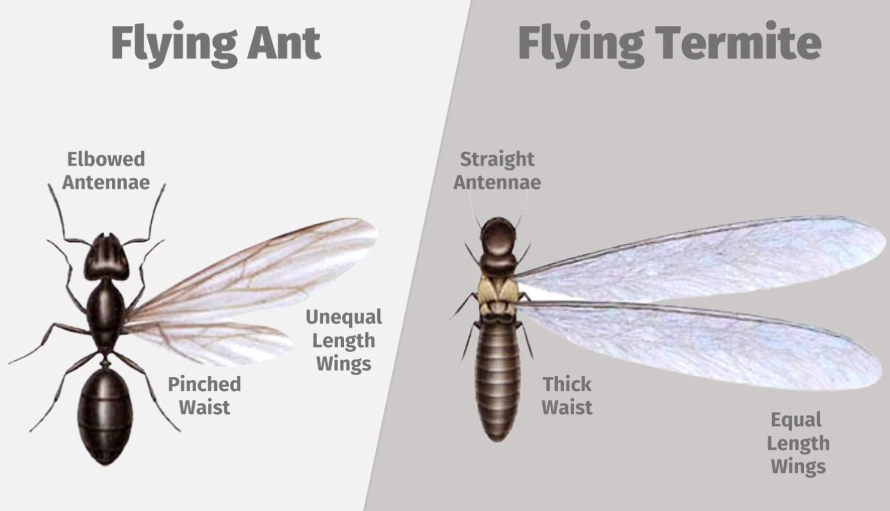 how to tell termites from flying ants how to tell termites from flying ants