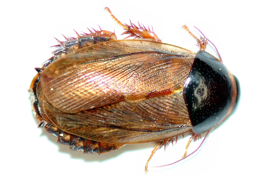 how to get rid of cockroaches