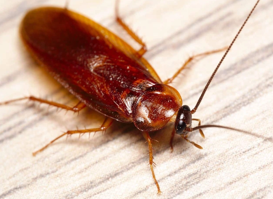 cockroach control methods
