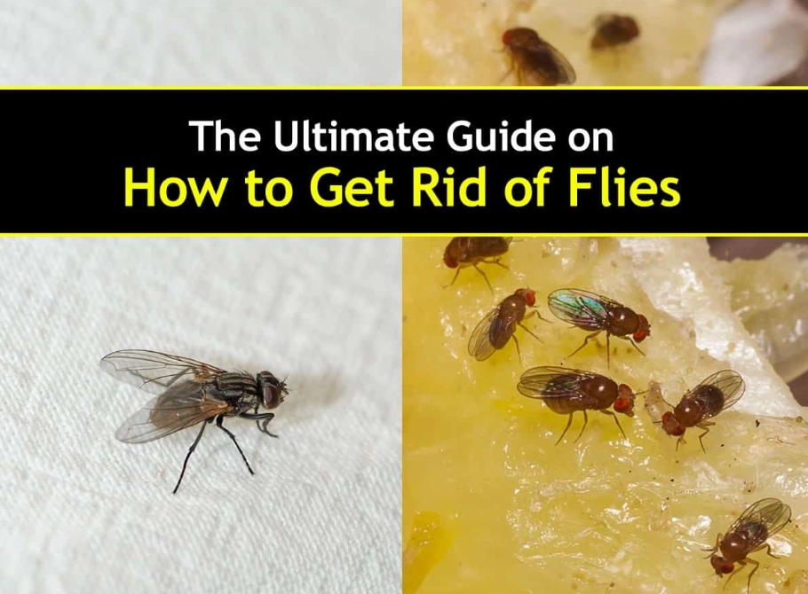 get rid of flies