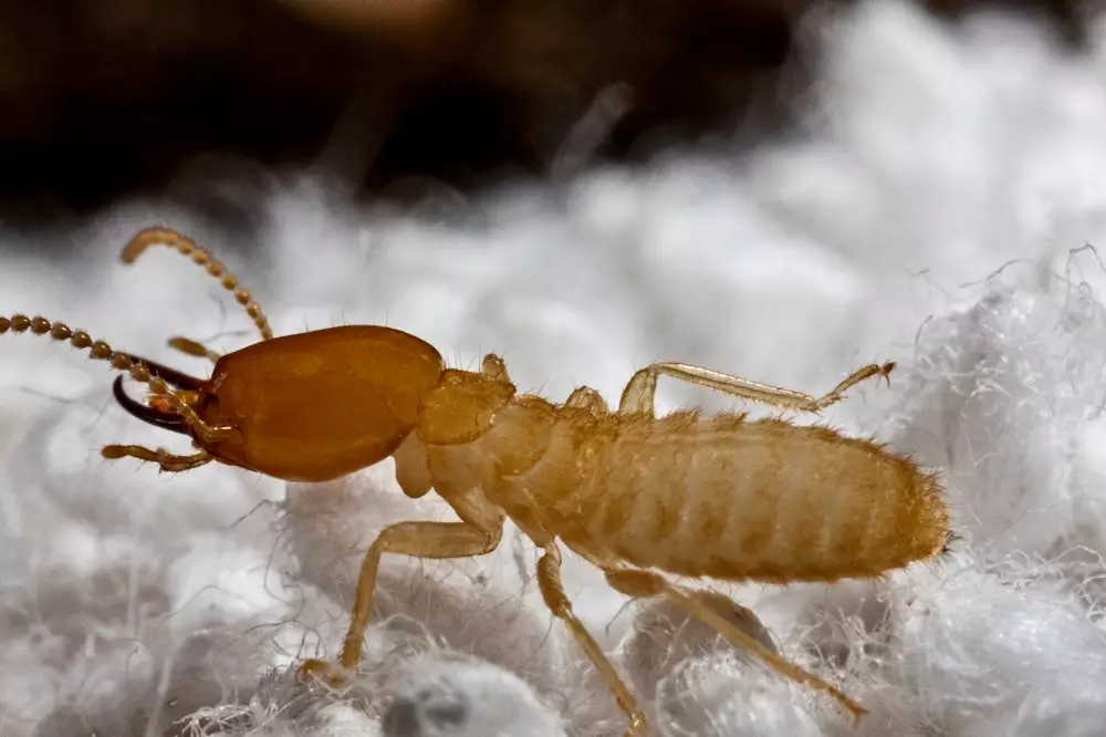termite identification