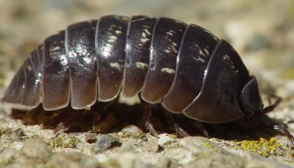 how to get rid of pill bugs how to get rid of pill bugs