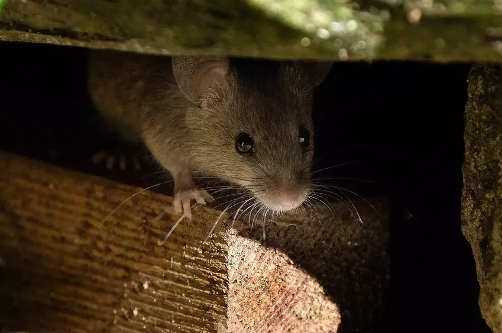 signs of mice in house