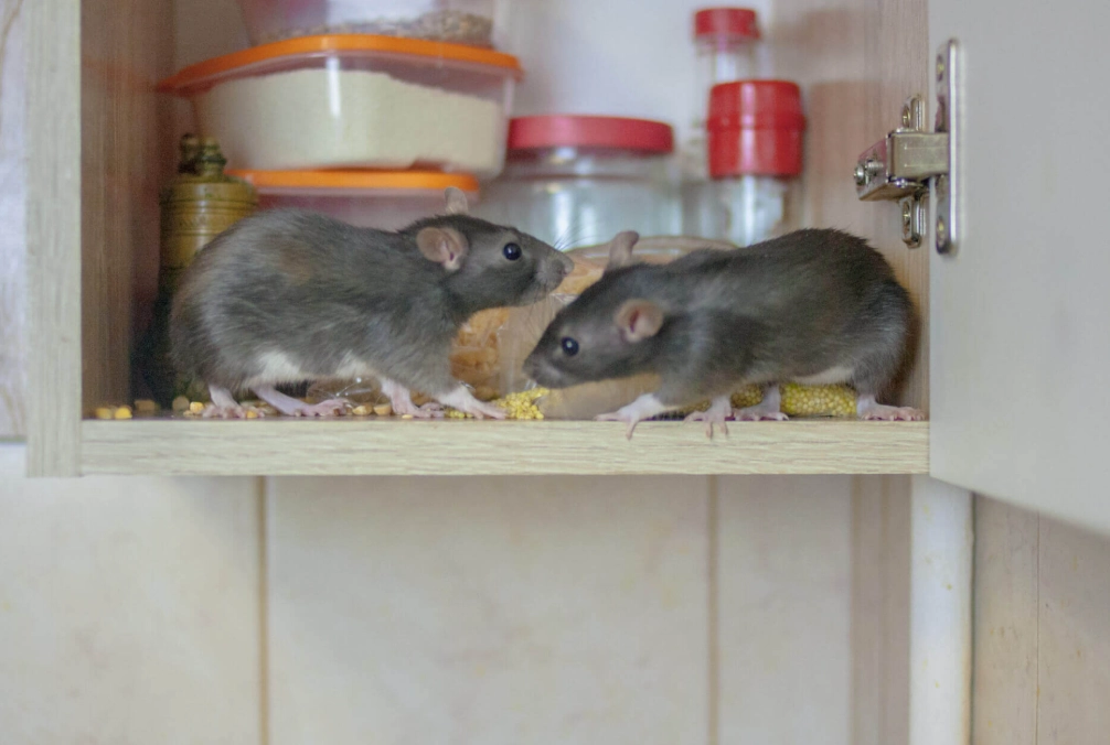 how to get rid of mice in house