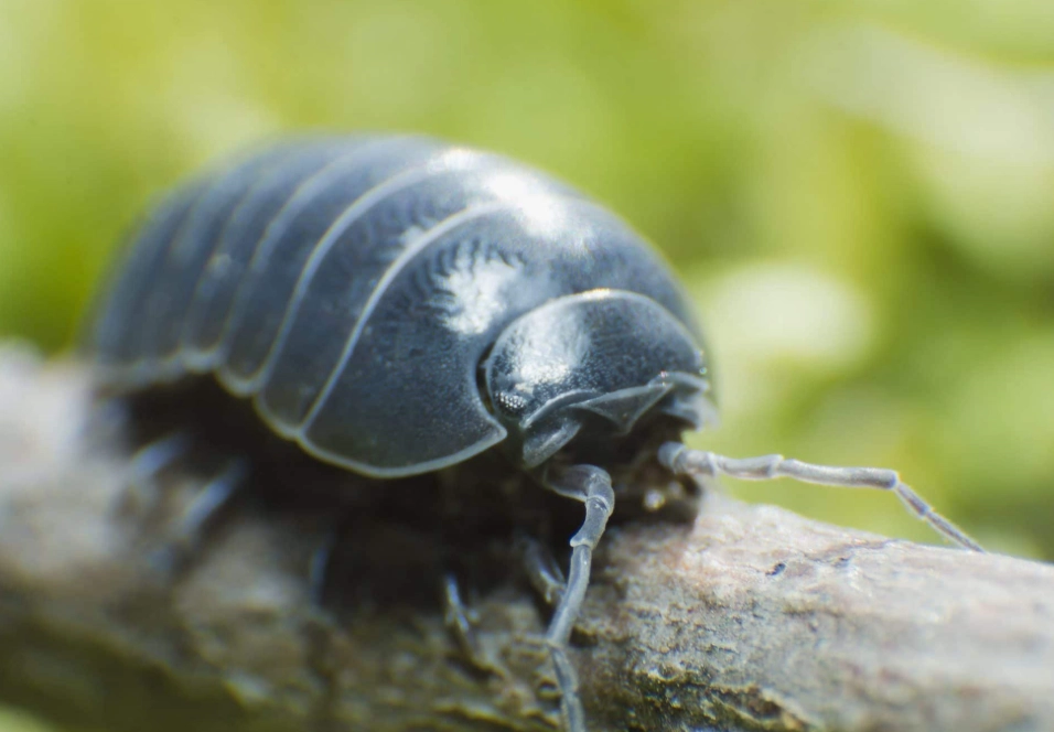 are pill bugs harmful are pill bugs harmful