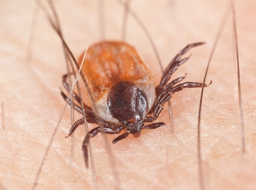 how do ticks travel