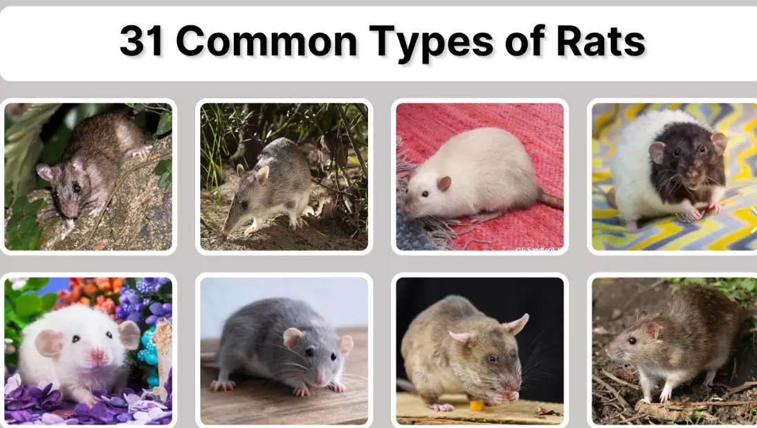 A Complete Guide to Types of Rats: Identification, Habitats & Control