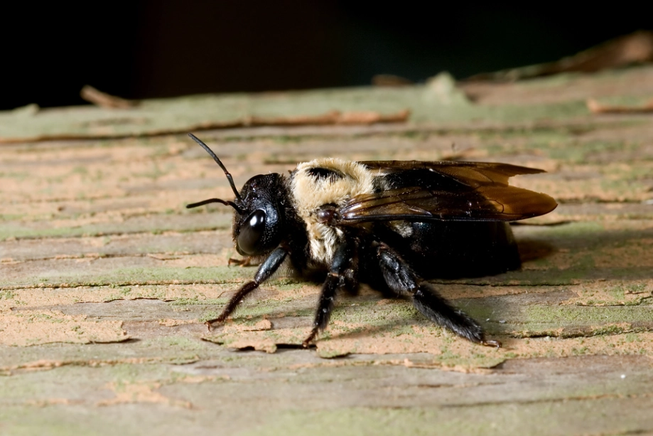 carpenter wasp sting carpenter wasp sting