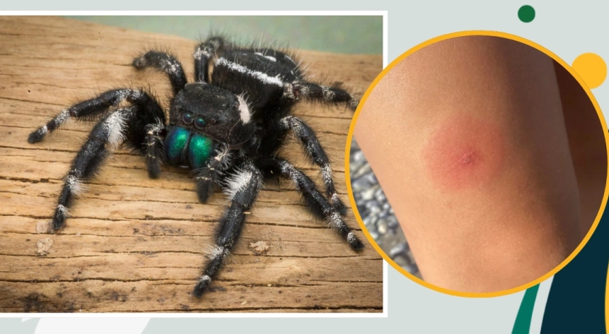 are jumping spiders poisonous are jumping spiders poisonous