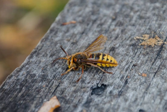 carpenter wasp nest carpenter wasp nest