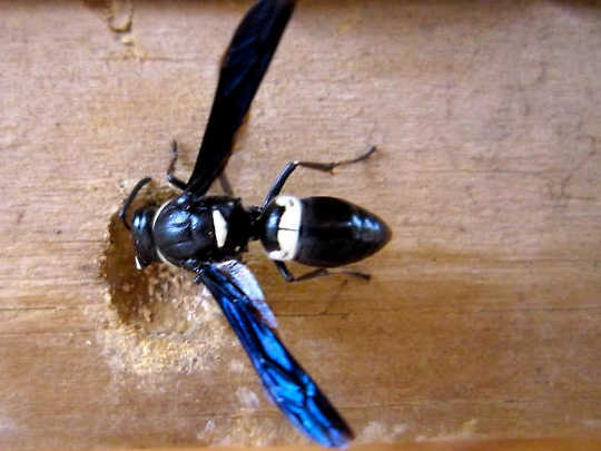 carpenter wasp nest carpenter wasp nest