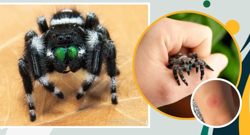are jumping spiders poisonous are jumping spiders poisonous