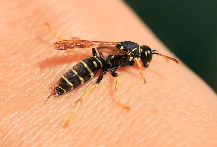 carpenter wasp nest carpenter wasp nest