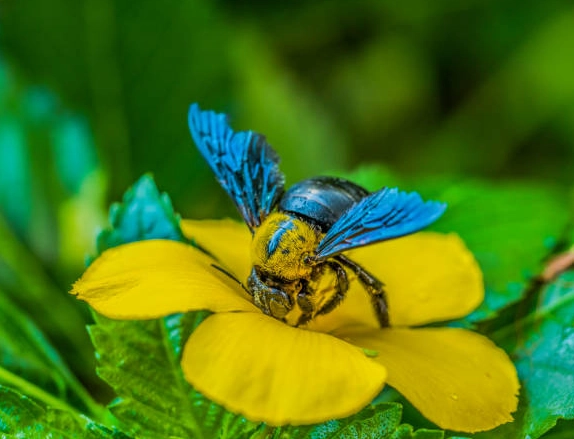 carpenter wasp nest carpenter wasp nest