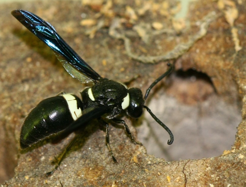 carpenter wasp sting carpenter wasp sting
