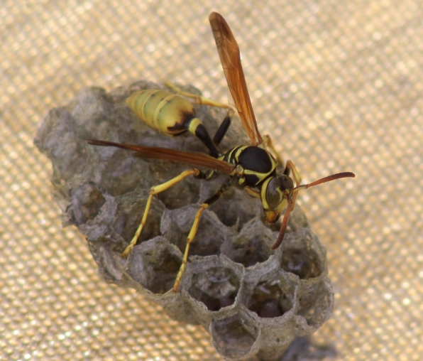 carpenter wasp sting carpenter wasp sting