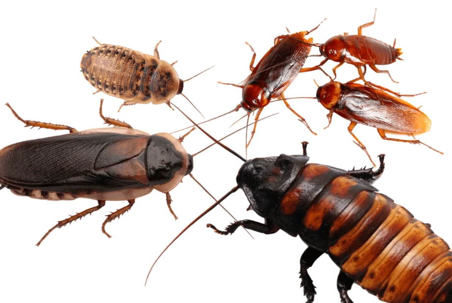 types of roaches