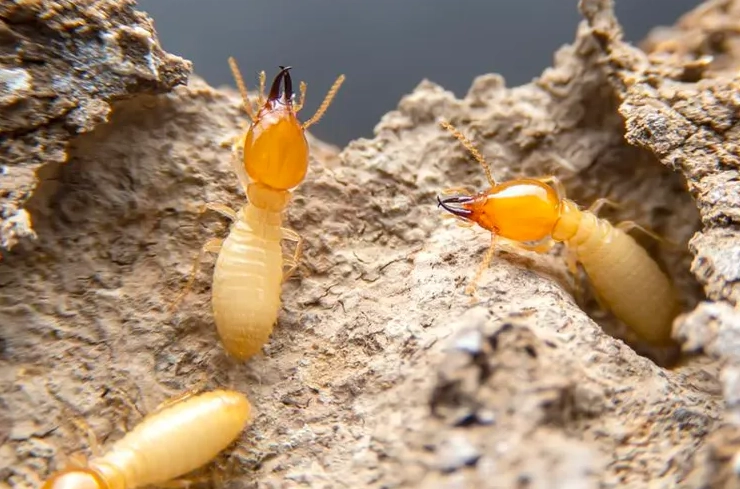 drywood termites drywood termites