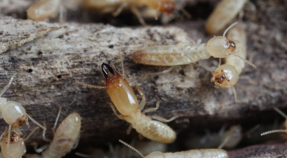 drywood termites drywood termites