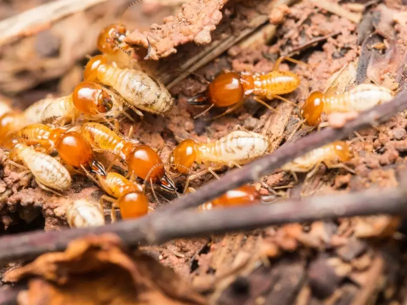 drywood termites drywood termites