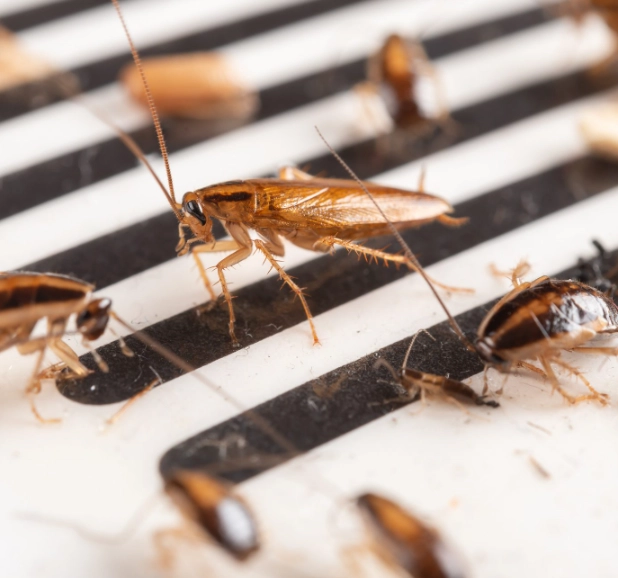 cockroach identification