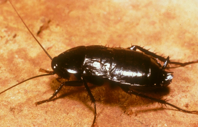 A Complete Guide to Identifying Common Roach Species in Your Home