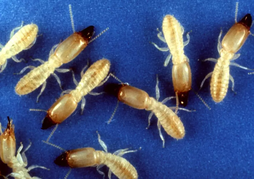 types of termites types of termites