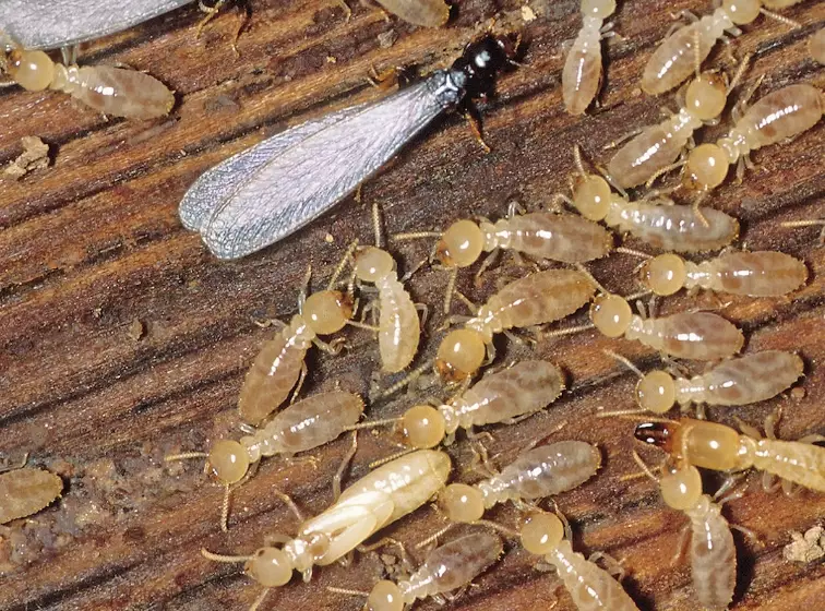 types of termites types of termites