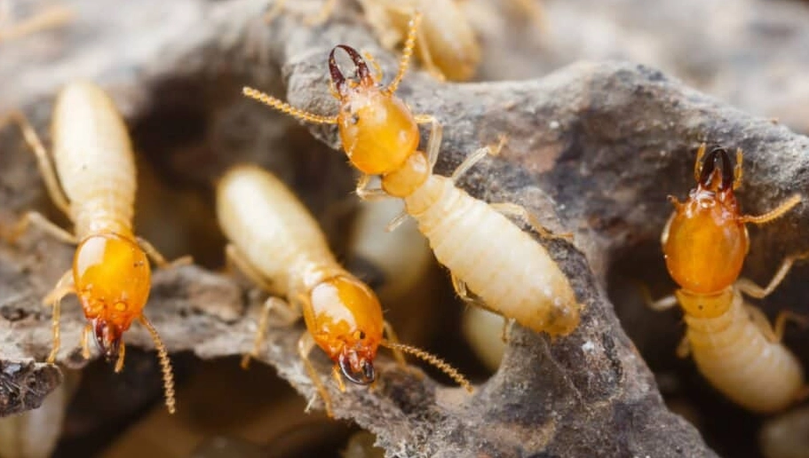 types of termites types of termites