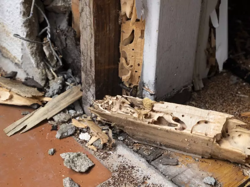 how to sell a house with termite damage how to sell a house with termite damage