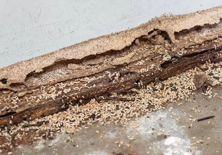 termite inspection before buying termite inspection before buying