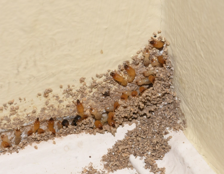termite damage repair cost termite damage repair cost