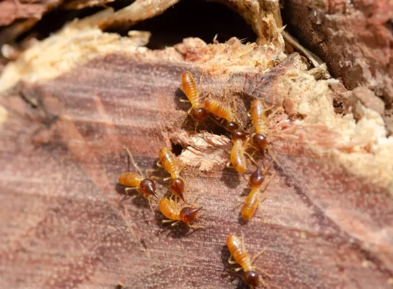 how to sell a house with termite damage how to sell a house with termite damage