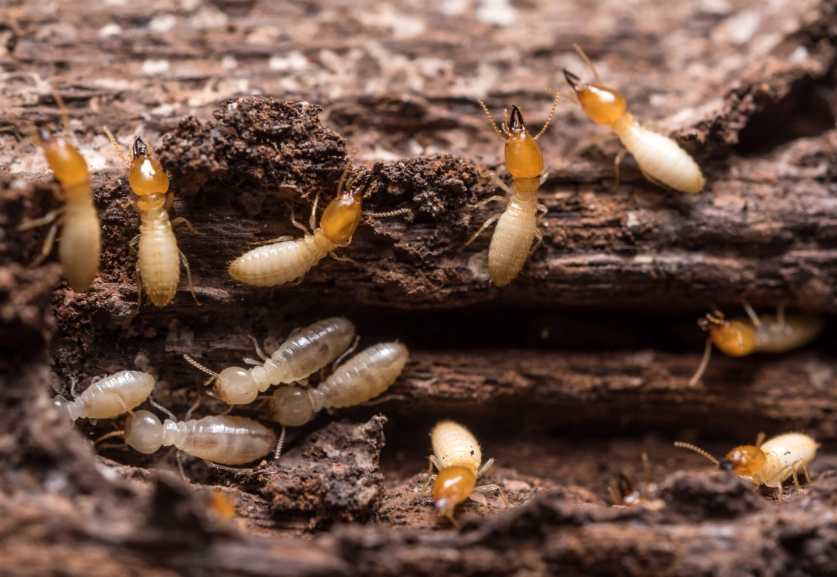 termite damage repair cost termite damage repair cost