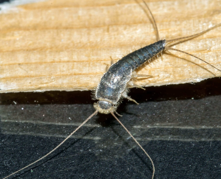 silverfish bug
