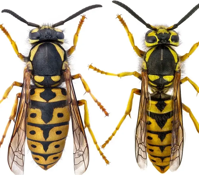 how to get rid of yellow jackets