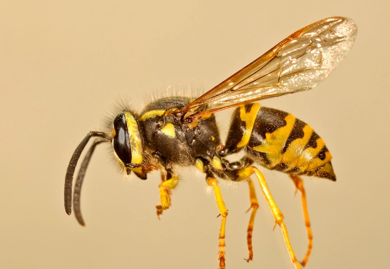 yellow jacket nest removal