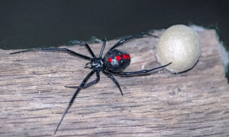 black widow spider