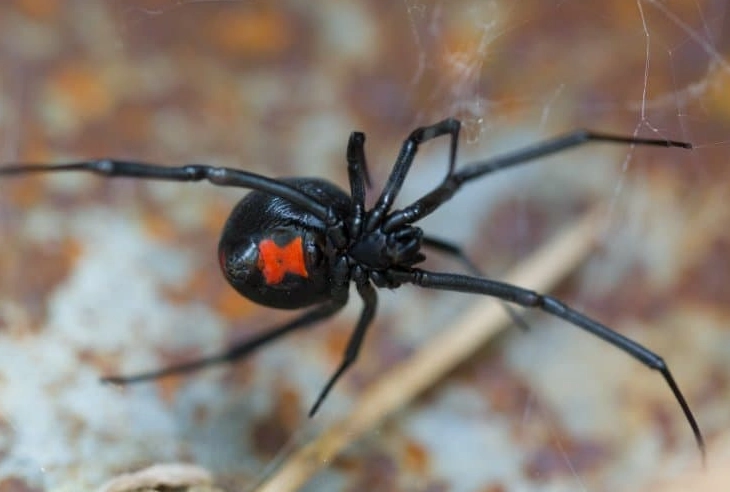 black widow bite
